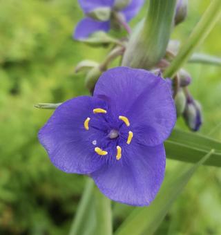 東京郊外の小さないのち つゆくさ,雑草,自然の写真素材