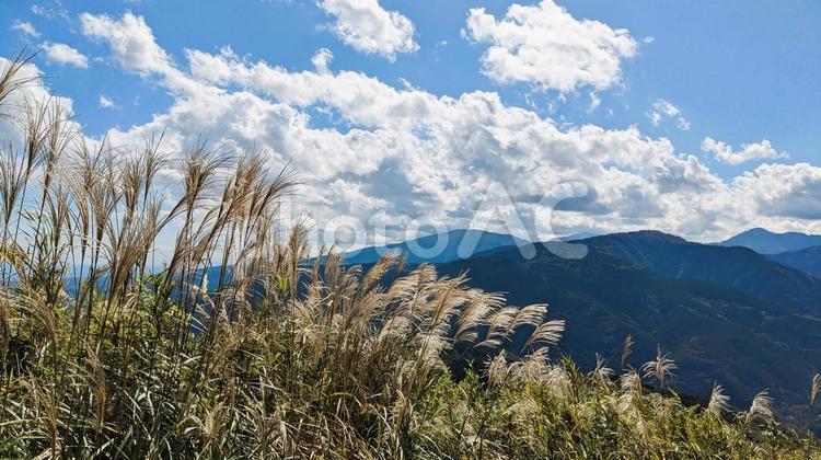 大野山の登山道からの眺め ススキ,秋晴れ,秋空の写真素材