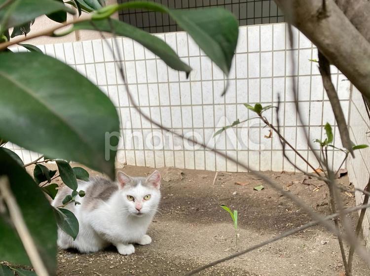 猫(隠れんぼ） 猫,ねこ,ネコの写真素材
