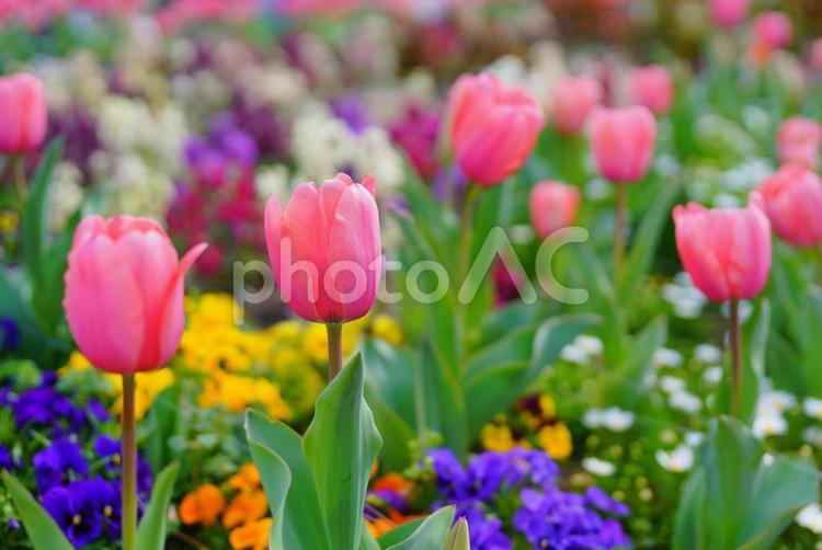 チューリップのお花畑 チューリップ,花畑,花壇の写真素材