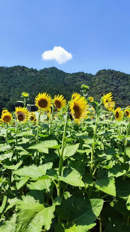 夏を抱きしめる花畑 ひまわり,洲原ひまわりの里,黄金色の花畑の写真素材
