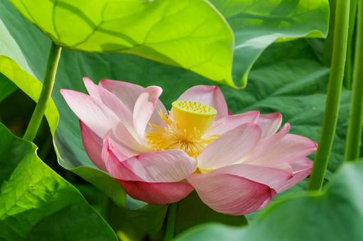 蓮 蓮,ハス,不忍池の写真素材