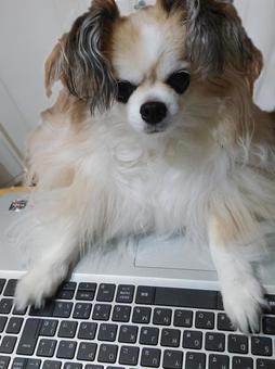 Dog working on a computer 4_vertical Dog working on a computer 4_vertical