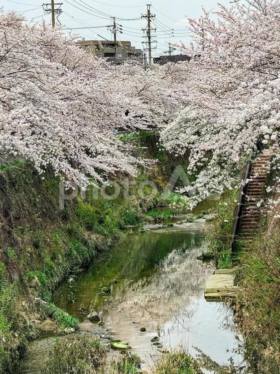 桜　山崎川　愛知　名古屋　春 夜桜,ライトアップ,桜の写真素材