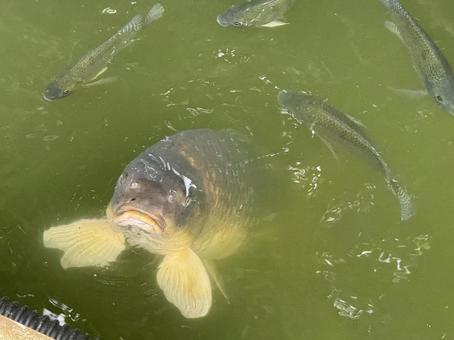 fish, JPG fish, JPG