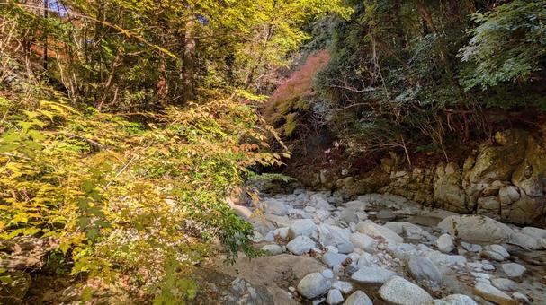 秋の色彩に包まれて 今治市,鈍川,山の写真素材