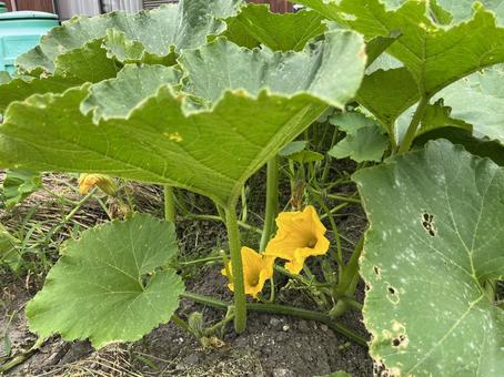 カボチャの畑 カボチャの畑 カボチャ,野菜,栽培の写真素材