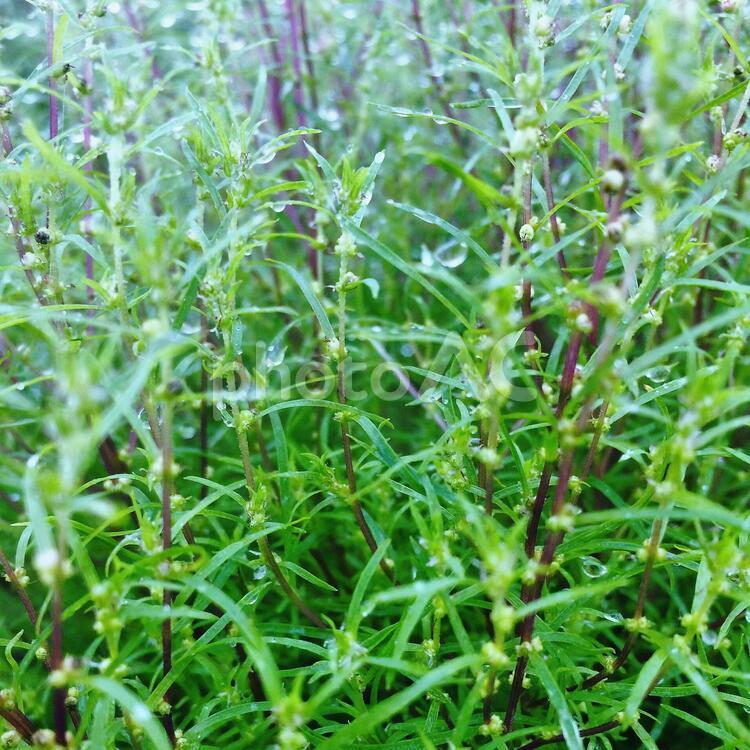 雨の後の緑 新潟,緑,自然の写真素材