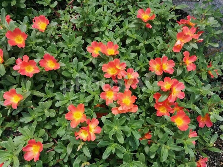 花　ポーチェランカ　スベリヒユ　花滑りひゆ　ハナスベリヒユ　いつも元気　2 ポーチェランカ,スベリヒユ,花滑りひゆの写真素材
