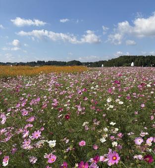 コスモス畑 コスモス,秋,風景の写真素材