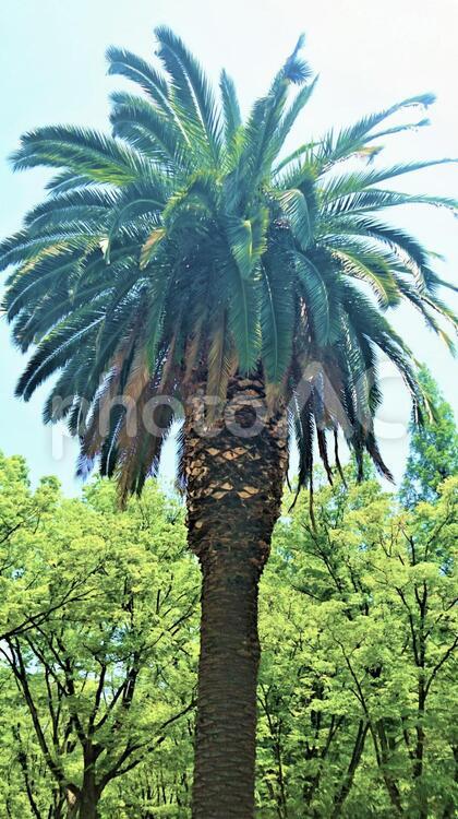 南国の木 五月,公園,初夏の写真素材
