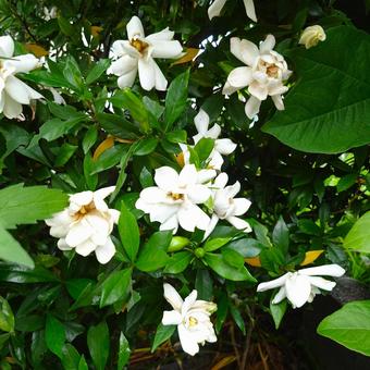 くちなしの花は白くて甘い香りの花 くちなしの花は白くて甘い香りの花 くちなし,白い花,花の写真素材