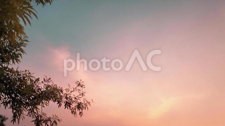 空のグラデーションと枝 夕焼け,空,グラデーションの写真素材