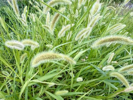 ネコジャラシ ネコジャラシ ネコジャラシ,雑草,草の写真素材