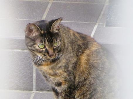 遠くを見つめるサビ猫 猫,ネコ,動物の写真素材