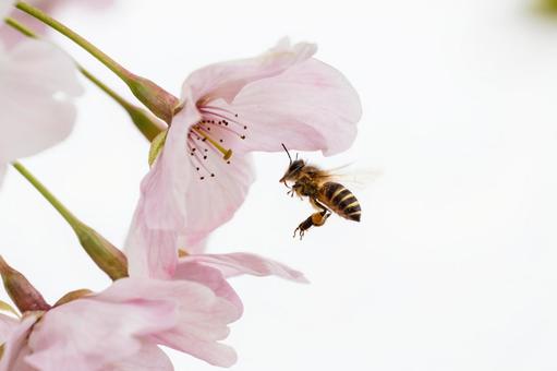 サクラとミツバチ⑴の写真