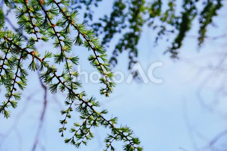 新緑の葉っぱと青空 新緑,葉っぱ,緑の写真素材