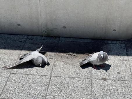 だらけてる鳩 だらけてる鳩 鳩,ハト,鳥の写真素材