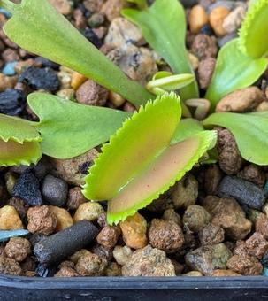 食虫植物 食虫植物の写真