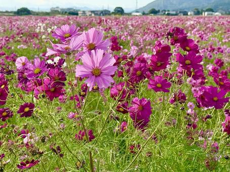 福井県 曇り空と宮ノ下コスモス公苑 福井県 曇り空と宮ノ下コスモス公苑 福井県,宮ノ下コスモス公苑,曇りの写真素材