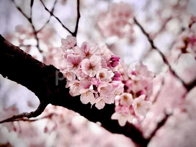 桜 天気,晴れ,屋外での写真素材