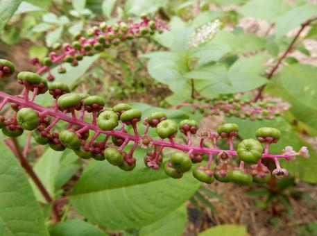 【植物写真】ヨウシュヤマゴボウ 【植物写真】ヨウシュヤマゴボウの写真