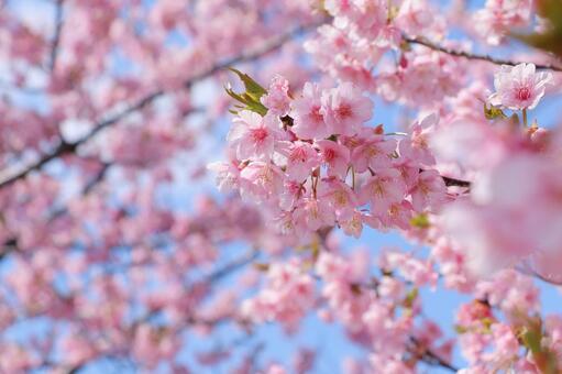 満開の河津桜 河津桜,サクラ,桜の写真素材