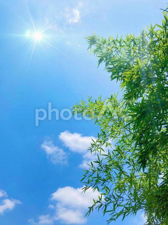 鮮やかな青空と新緑の背景素材_c_12 夏,コピースペース,空の写真素材