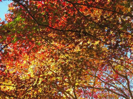 紅葉風景 紅葉,葉,木々の写真素材