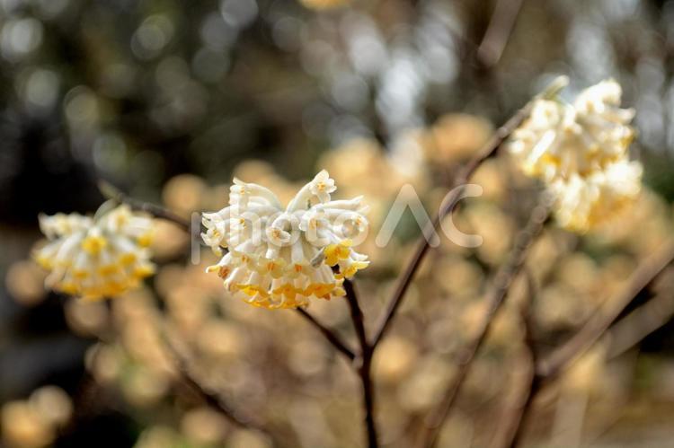 早春の花：ミツマタ7　春を告げる花 植物,ミツマタ,三又の写真素材