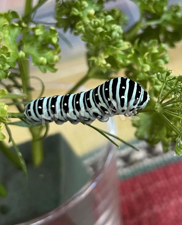青いイモムシ　キアゲハの幼虫 キアゲハ,幼虫,青虫の写真素材