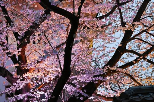 ライトアップされたソメイヨシノ ライトアップされたソメイヨシノ ソメイヨシノ,樹木,桜の写真素材