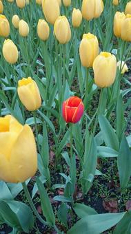 Tulips, JPG Tulips, JPG