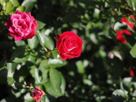 バラ園の赤い薔薇を撮った写真です バラ園の赤い薔薇を撮った写真ですの写真