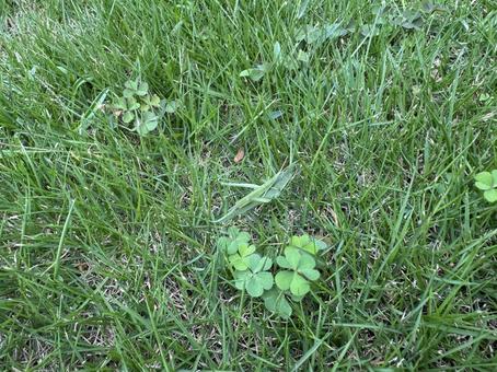 おんぶバッタ おんぶバッタ バッタ,昆虫,おんぶバッタの写真素材