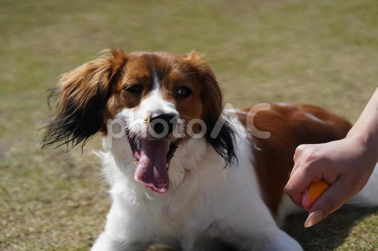コーイケルホンディエ　おもちゃ　まて 犬,コーイケルホンディエ,大谷の写真素材