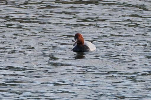 ホシハジロ⑷の写真