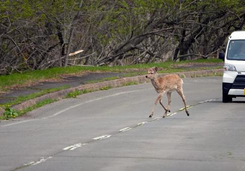 道路を横切るエゾジカ エゾジカ,野生動物,道路の写真素材