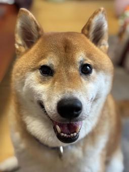 笑う柴犬 笑う柴犬の写真
