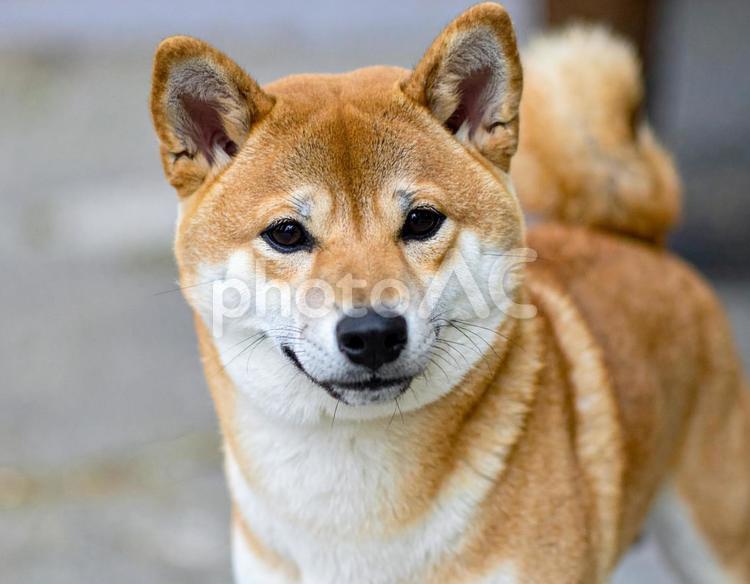 かわいい柴犬の写真 柴犬,日本犬,和犬の写真素材