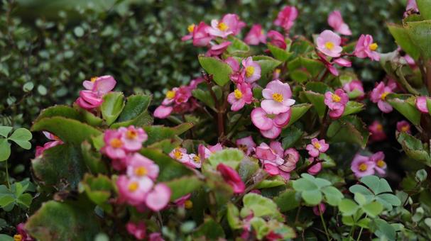 【花の写真】ベゴニア 夏,8月,ベゴニアの写真素材