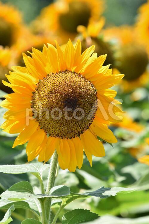 満開のひまわり畑 ひまわり,花,花びらの写真素材