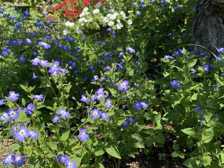 ブロワリア ブロワリア 夏の花,7月下旬,ブルーの写真素材