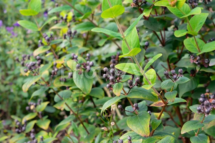 紫色の実と枝葉 秋,実,木の実の写真素材