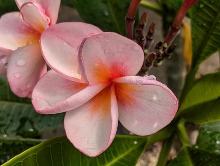 Beautiful plumeria, JPG Beautiful plumeria, JPG