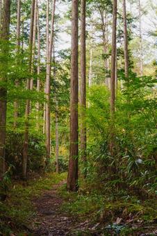 杉林の登山道 登山,林道,倒木の写真素材