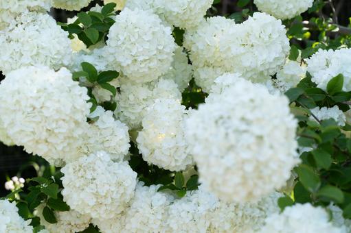 白く咲き誇るアナベルの花③ 白く咲き誇るアナベルの花③ アナベル,紫陽花,白の写真素材
