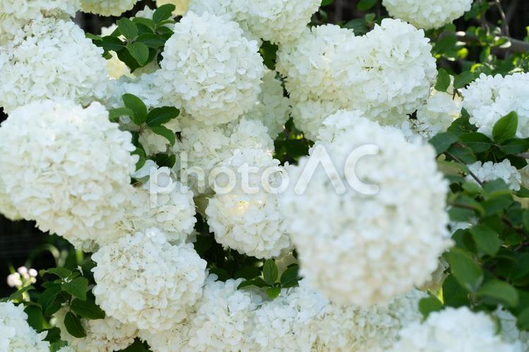 白く咲き誇るアナベルの花③ アナベル,紫陽花,白の写真素材