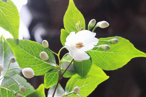 エゴノキの花 エゴノキの花の写真