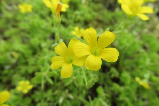 草地に咲く黄色いカタバミの花 草地に咲く黄色いカタバミの花の写真